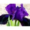 Dværg-Iris Iris Pumila 'Little Shadow' 1 Liter Potte -Montoz Butik mi12348 iris little shadow 3d7c