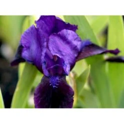 Dværg-Iris Iris Pumila 'Little Shadow' 1 Liter Potte -Montoz Butik mi12348 iris little shadow 9b1f