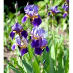 Haveiris 'Superstition' Iris Germanica 'Superstition' 1 Liter Potte -Montoz Butik mi12397 iris superstition 32fc