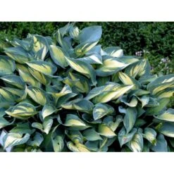 Hosta 'June' Hosta Tardiana 'June' Potte 2 Liter. -Montoz Butik mi1239 hosta tardiana june ad85
