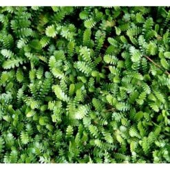 Trædebregne Minima Leptinella (cotula) Minima 10 Cm. Potte -Montoz Butik mi12490 leptinella minima cotula minima 6c5a