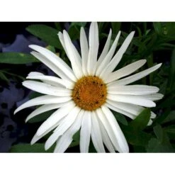 Kæmpemargarit 'Alaska' Leucanthemum Superba 'Alaska' 1 Liter Potte -Montoz Butik mi12497 leucanthemum alaska 721b