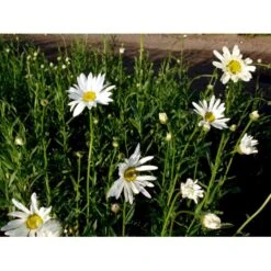 Kæmpemargarit 'Alaska' Leucanthemum Superba 'Alaska' 1 Liter Potte -Montoz Butik mi12497 leucanthemum alaska ebce