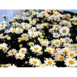 Kæmpemargerit 'Banana Cream' Leucanthemum 'Banana Cream' 1 Liter Potte -Montoz Butik mi12498 leucanthemum banana cream bb3c