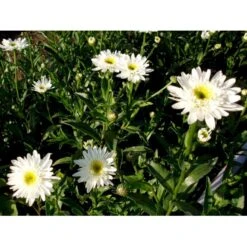 Kæmpemargerit 'Christine Hagemann' Leucanthemum Superbum 'Christine Hagemann' 1 Liter Potte 8 Kæmpemargerit 'Christine Hagemann' Leucanthemum Superbum 'Christine Hagemann' 1 Liter Potte -Montoz Butik mi12500 leucanthemum christine hagemann 7af8