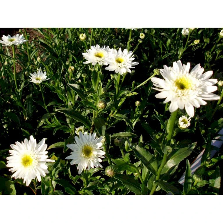 Kæmpemargerit 'Christine Hagemann' Leucanthemum Superbum 'Christine Hagemann' 1 Liter Potte 5 Kæmpemargerit 'Christine Hagemann' Leucanthemum Superbum 'Christine Hagemann' 1 Liter Potte - Billede 3