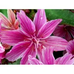 Lewisia 'Little Plum' Lewisia Longipetala 'Little Plum' 10 Cm. Potte -Montoz Butik mi12524 lewisia cotyledon little plum 2a74