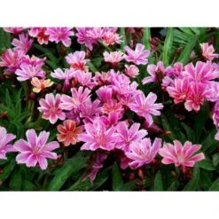 Lewisia 'Little Plum' Lewisia Longipetala 'Little Plum' 10 Cm. Potte -Montoz Butik mi12524 lewisia cotyledon little plum 5444