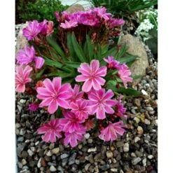Lewisia 'Little Plum' Lewisia Longipetala 'Little Plum' 10 Cm. Potte -Montoz Butik mi12524 lewisia cotyledon little plum cfe5