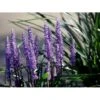 Japansk Skilla 'Moneymaker' Liriope Muscari 'Moneymaker' 1 Liter Potte -Montoz Butik mi12612 liriope muscari money maker 3e52