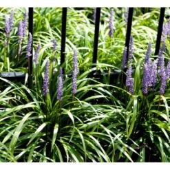Japansk Skilla 'Moneymaker' Liriope Muscari 'Moneymaker' 1 Liter Potte -Montoz Butik mi12612 liriope muscari money maker 7bf5