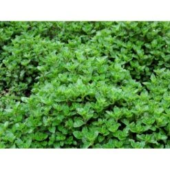 Eau De Colognemynte Mentha Rotundifolia 'Eau De Cologne' 1 Liter Potte -Montoz Butik mi12721 mentha rotundifolia eau de cologne 1f1c