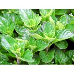 Eau De Colognemynte Mentha Rotundifolia 'Eau De Cologne' 1 Liter Potte -Montoz Butik mi12721 mentha rotundifolia eau de cologne 476d