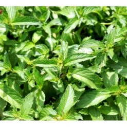 Eau De Colognemynte Mentha Rotundifolia 'Eau De Cologne' 1 Liter Potte