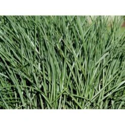 Elefantgræs 'Grosse Fontäne' Miscanthus Sinenensis 'Grosse Fontäne' 3,0 Liter Potte -Montoz Butik mi12746 miscanthus sinensis grosse fontaeine 3ec2