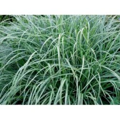 Kinesisk Græs Miscanthus Sinensis 'Hermann Müssel' 3,0 Liter Potte -Montoz Butik mi12747 miscanthus sinensis hermann muessel 61d3