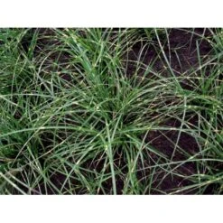 Dværg Zebragræs 'Little Zebra' Miscanthus Sinensis 'Little Zebra' Potte 2 Liter. -Montoz Butik mi12750 miscanthus sinensis little zebra 0687