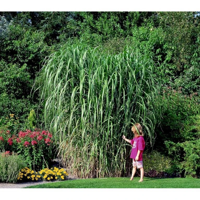 Stor Elefantgræs 'Giganteus' Miscanthus Sinensis 'Giganteus' Potte 2 Liter. 7 Stor Elefantgræs 'Giganteus' Miscanthus Sinensis 'Giganteus' Potte 2 Liter. - Billede 5
