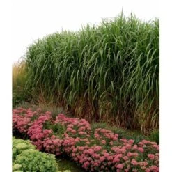Stor Elefantgræs 'Giganteus' Miscanthus Sinensis 'Giganteus' Potte 2 Liter. 10 Stor Elefantgræs 'Giganteus' Miscanthus Sinensis 'Giganteus' Potte 2 Liter. -Montoz Butik mi12758 miscanthus floridus 6a84