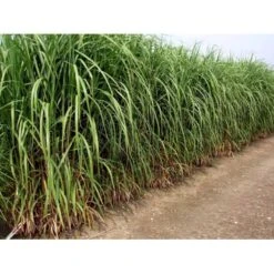 Stor Elefantgræs 'Giganteus' Miscanthus Sinensis 'Giganteus' Potte 2 Liter. 9 Stor Elefantgræs 'Giganteus' Miscanthus Sinensis 'Giganteus' Potte 2 Liter. -Montoz Butik mi12758 miscanthus floridus e2c5