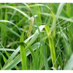 Pibegræs 'Transparent' Molinia Arundinacea 'Transparent' 1 Liter Potte 9 Pibegræs 'Transparent' Molinia Arundinacea 'Transparent' 1 Liter Potte -Montoz Butik mi12765 molinia arundinacea transparent 561c