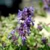 Almindelig Katteurt Nepeta Cataria Ssp. Citriodora 1 Liter Potte 1 Almindelig Katteurt Nepeta Cataria Ssp. Citriodora 1 Liter Potte -Montoz Butik mi12805 nepeta cataria ssp citriodora 22db