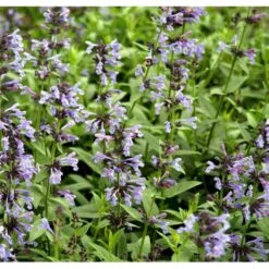 Sibirisk Blåkant Nepeta Sibirica 1 Liter Potte 7 Sibirisk Blåkant Nepeta Sibirica 1 Liter Potte -Montoz Butik mi12818 nepeta sibirica 2ea8