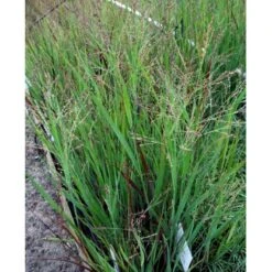 Staudehirse Panicum Virgatum 'Heavy Metal' 1 Liter Potte -Montoz Butik mi12967 panicum virgatum heavy metal 1764