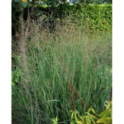 Staudehirse Panicum Virgatum 'Heavy Metal' 1 Liter Potte -Montoz Butik mi12967 panicum virgatum heavy metal 3770