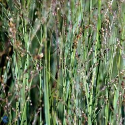 Staudehirse Panicum Virgatum 'Heavy Metal' 1 Liter Potte -Montoz Butik mi12967 panicum virgatum heavy metal 3c8f