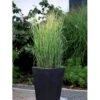 Staudehirse Panicum Virgatum 'Heavy Metal' 1 Liter Potte -Montoz Butik mi12967 panicum virgatum heavy metal 7fde