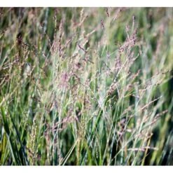 Staudehirse Panicum Virgatum 'Heavy Metal' 1 Liter Potte -Montoz Butik mi12967 panicum virgatum heavy metal 8d62