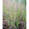 Staudehirse Panicum Virgatum 'Shenandoah' 1 Liter Potte 2 Staudehirse Panicum Virgatum 'Shenandoah' 1 Liter Potte -Montoz Butik mi12972 panicum virgatum shenandoah ac6f