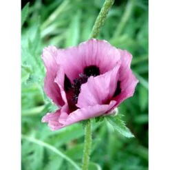 Kæmpevalmue 'Patty's Plum' Papaver 'Patty's Plum' 2 Liter Potte -Montoz Butik mi13012 papaver orientale patty s plum 2ffe