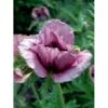 Kæmpevalmue 'Patty's Plum' Papaver 'Patty's Plum' 2 Liter Potte -Montoz Butik mi13012 papaver orientale patty s plum 6800