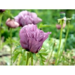 Kæmpevalmue 'Patty's Plum' Papaver 'Patty's Plum' 2 Liter Potte -Montoz Butik mi13012 papaver orientale patty s plum a6c3