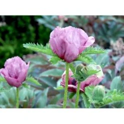 Kæmpevalmue 'Patty's Plum' Papaver 'Patty's Plum' 2 Liter Potte -Montoz Butik mi13012 papaver orientale patty s plum c449