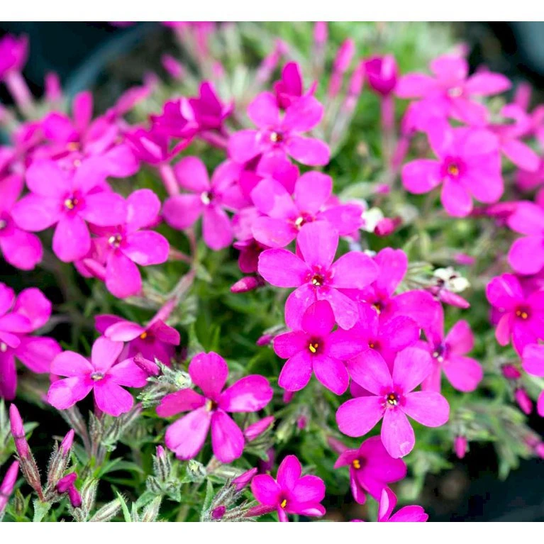 Pudefloks 'Crackerjack' Phlox Douglasii Hybrid 'Crackerjack' 10 Cm. Potte 5 Pudefloks 'Crackerjack' Phlox Douglasii Hybrid 'Crackerjack' 10 Cm. Potte - Billede 3