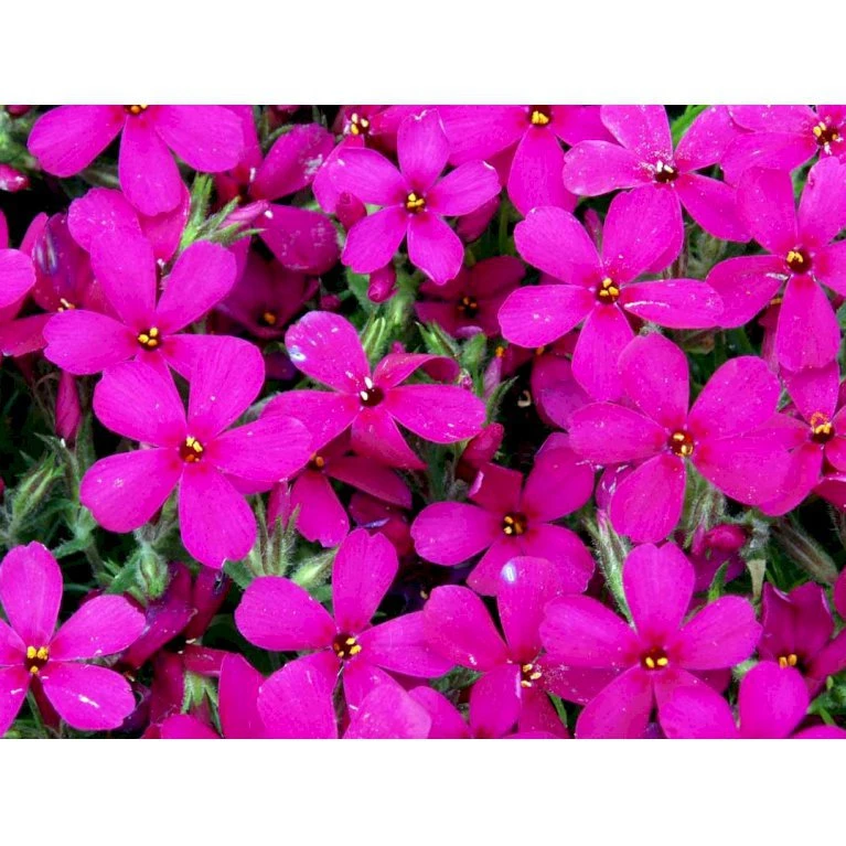Pudefloks 'Crackerjack' Phlox Douglasii Hybrid 'Crackerjack' 10 Cm. Potte 9 Pudefloks 'Crackerjack' Phlox Douglasii Hybrid 'Crackerjack' 10 Cm. Potte - Billede 7