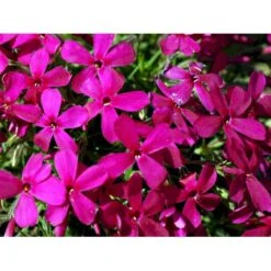 Pudefloks 'Crackerjack' Phlox Douglasii Hybrid 'Crackerjack' 10 Cm. Potte 12 Pudefloks 'Crackerjack' Phlox Douglasii Hybrid 'Crackerjack' 10 Cm. Potte -Montoz Butik mi13144 phlox douglasii crackerjack dd4d