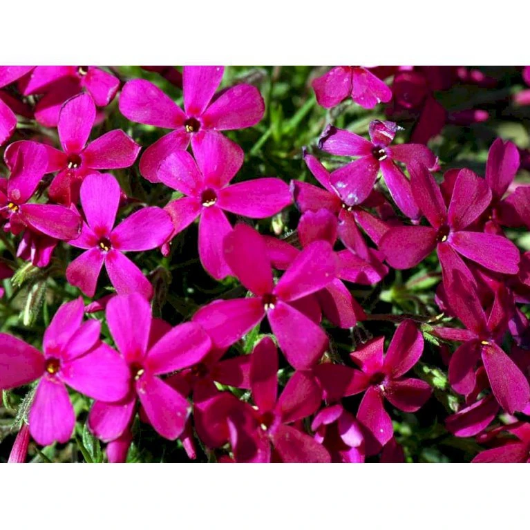 Pudefloks 'Crackerjack' Phlox Douglasii Hybrid 'Crackerjack' 10 Cm. Potte 6 Pudefloks 'Crackerjack' Phlox Douglasii Hybrid 'Crackerjack' 10 Cm. Potte - Billede 4