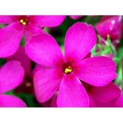 Pudefloks 'Crackerjack' Phlox Douglasii Hybrid 'Crackerjack' 10 Cm. Potte 14 Pudefloks 'Crackerjack' Phlox Douglasii Hybrid 'Crackerjack' 10 Cm. Potte -Montoz Butik mi13144 phlox douglasii crackerjack ea95