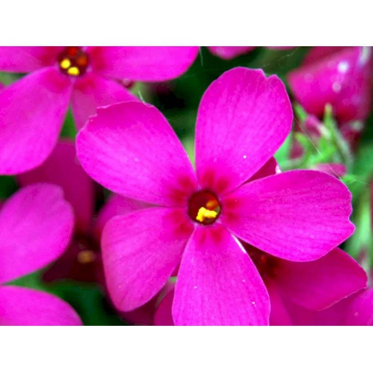 Pudefloks 'Crackerjack' Phlox Douglasii Hybrid 'Crackerjack' 10 Cm. Potte 8 Pudefloks 'Crackerjack' Phlox Douglasii Hybrid 'Crackerjack' 10 Cm. Potte - Billede 6