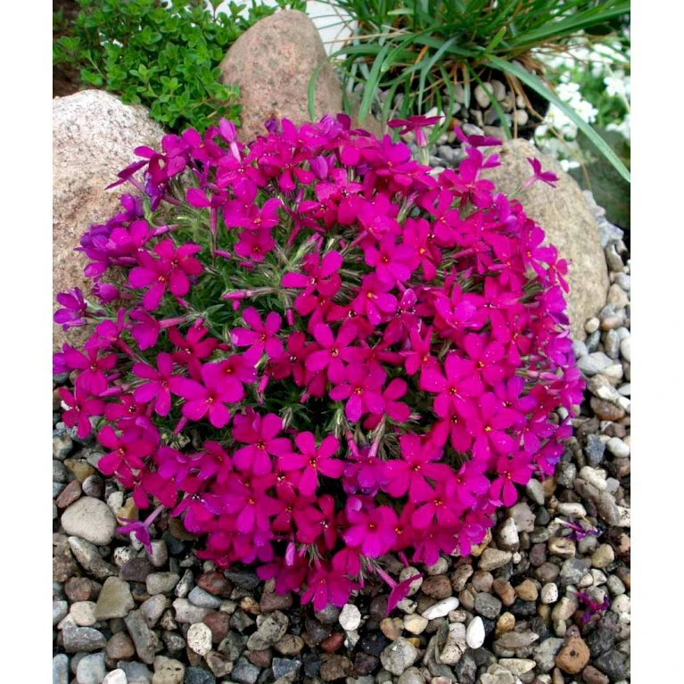 Pudefloks 'Crackerjack' Phlox Douglasii Hybrid 'Crackerjack' 10 Cm. Potte 7 Pudefloks 'Crackerjack' Phlox Douglasii Hybrid 'Crackerjack' 10 Cm. Potte - Billede 5