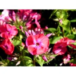 Høstfloks Phlox Paniculata 'Coral Flame' 1 Liter Potte -Montoz Butik mi13175 phlox paniculata coral flame 67d1