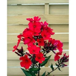 Høstfloks 'Orange Perfection' Phlox Paniculata 'Orange Perfection' 9 Cm. Potte -Montoz Butik mi13199 phlox paniculata orangeroed b060