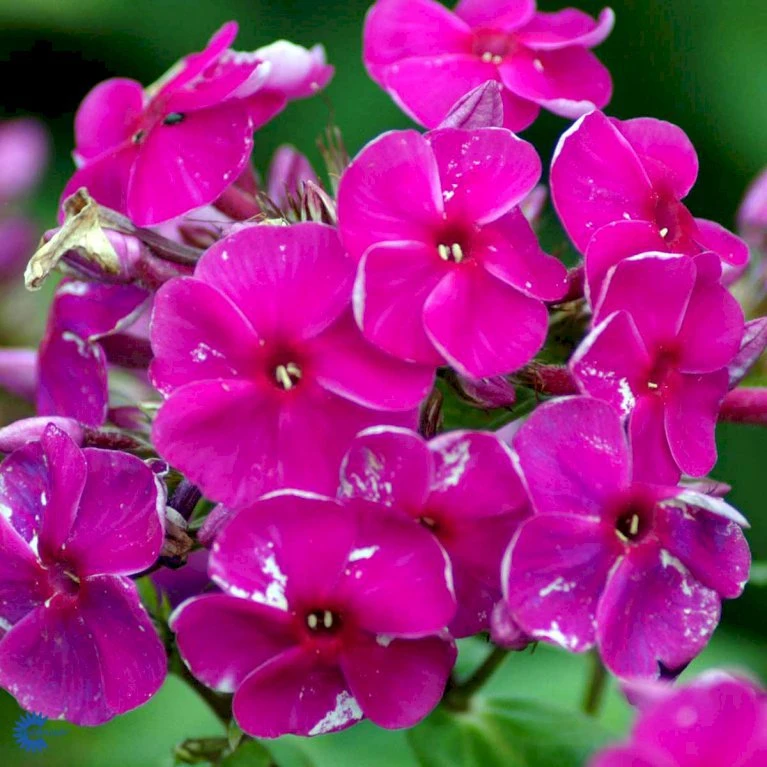 Høstfloks Phlox Paniculata 'Purple Flame' 1 Liter Potte 3 Høstfloks Phlox Paniculata 'Purple Flame' 1 Liter Potte