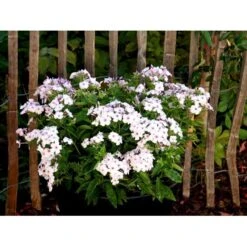 Høstfloks Phlox Paniculata 'White Eye Flame' 1 Liter Potte