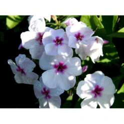 Høstfloks Phlox Paniculata 'White Eye Flame' 1 Liter Potte -Montoz Butik mi13225 phlox paniculata white eye flame f45e
