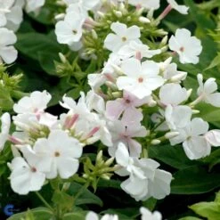 Høstfloks 'White Flame' Phlox Paniculata 'White Flame' 1 Liter Potte -Montoz Butik mi13226 phlox paniculata white flame 3a7d